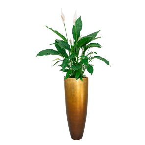 Spathiphyllum Lepelplant in Baq Metallic Partner - goud.png