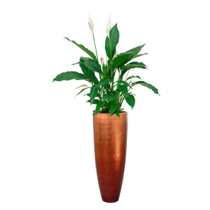 Spathiphyllum Lepelplant in Baq Metallic Partner - koper.png