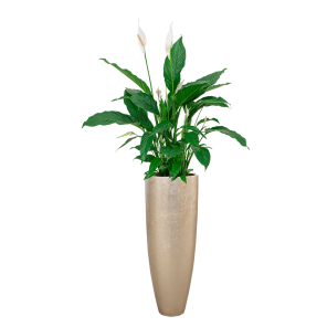 Spathiphyllum Lepelplant in Baq Metallic Partner - wit.png