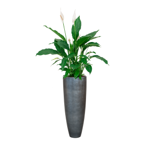 Spathiphyllum Lepelplant in Baq Metallic Partner - zilver.png