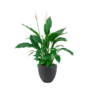 Spathiphyllum Lepelplant in Luca Lifestyle egg s - antraciet .png