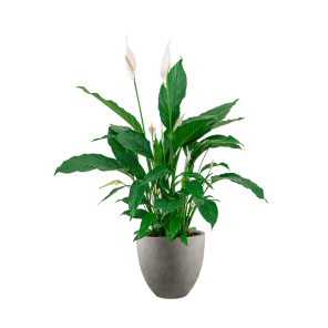 Spathiphyllum Lepelplant in Luca Lifestyle egg s - grijs.png