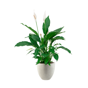 Spathiphyllum Lepelplant in Luca Lifestyle egg s - wit.png