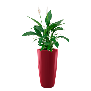 Spathiphyllum Lepelplant Large in Lechuz Rondo - rood.png