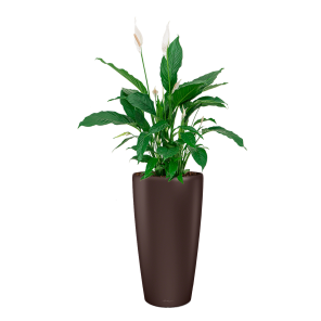 Spathiphyllum Lepelplant Large in Lechuza rondo - brown coffee.png
