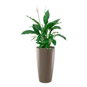 Spathiphyllum Lepelplant Large in Lechuza Rondo - taupe.png