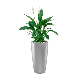 Spathiphyllum Lepelplant Large in Lechuza Rondo - zilver.png