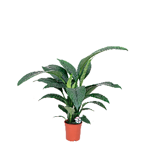 spathiphyllum sensation 1.2.png