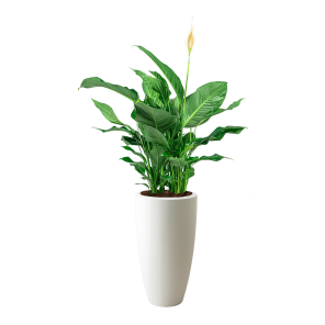 Spathyphyllum large in pot elho soft hoog wit.png