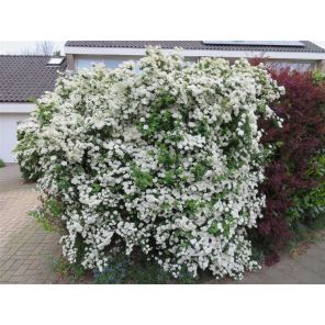 Spiraea vanhouttei.jpg