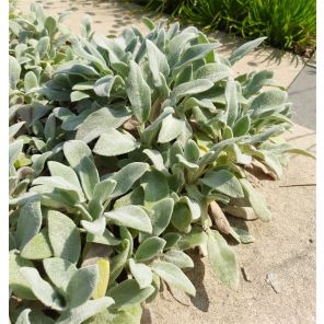 Stachys byzantina.jpg