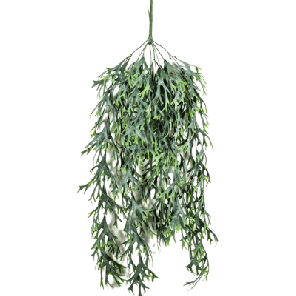 staghorn varen kunstpln.png