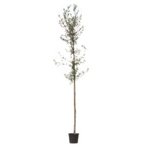 steeneik-quercus-ilex_37a83b.jpg