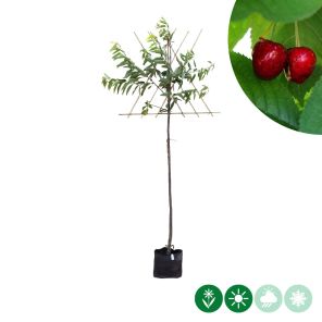 stella leiboom l.jpg