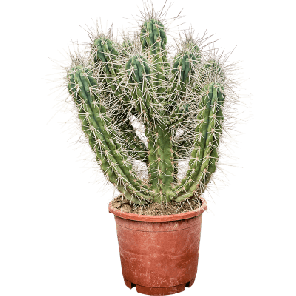 stetsonia.png