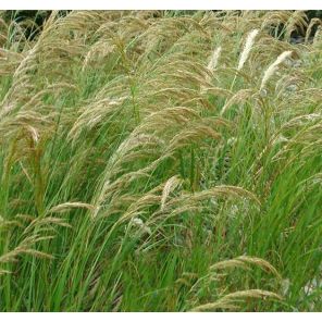 stipa-calamagrostis-sfeer_157696.jpg