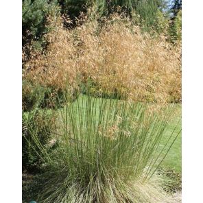 stipa-gigantea-sfeer_8d6ee5.jpg