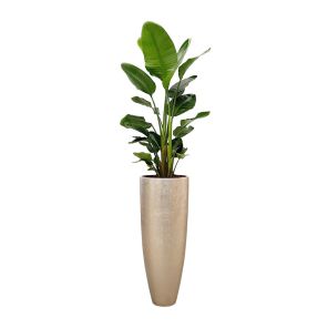 strelitzia-nicolai-baq-metallic-partner-34-cm-cham_fde40b.jpg