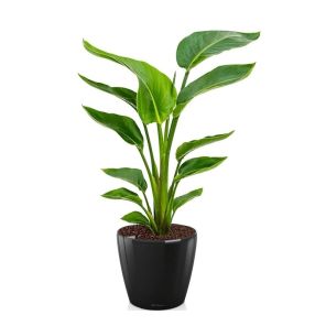 strelitzia-nicolai-small-pot-black_690878.jpg