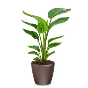strelitzia-nicolai-small-pot-bruin_9d2a52.jpg