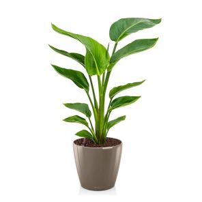 strelitzia-nicolai-small-pot-taupe_05c723.jpg