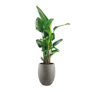 strelitzia-nicolai-xxl-in-luca-lifestyle-tall-ball_fb27b6.jpg