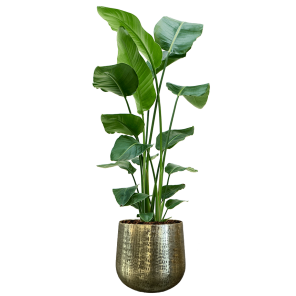 Strelitzia in Karakter Metal Gold_1.png