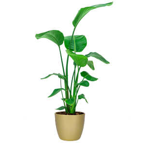 Strelitzia Nicolai in Boule pot goud.png