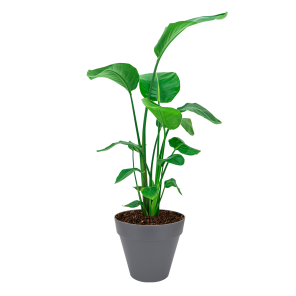 Strelitzia Nicolai Medium in Elho Urban Loft Round 25 cm - antraciet.png