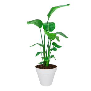 Strelitzia Nicolai Medium in Elho Urban Loft Round 25 cm - wit_1.png