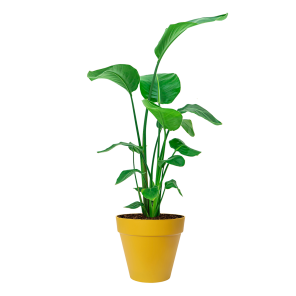 Strelitzia Nicolai Medium in Elho Urban Loft Round geel 25 cm_.png