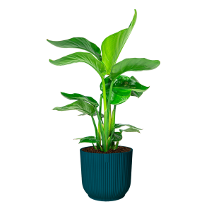 Strelitzia Nicolai Small in Elho Vibes DM 22 cm - blauw.png