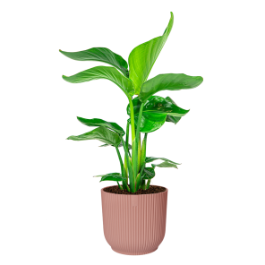 Strelitzia Nicolai Small in Elho Vibes DM 22 cm - roze.png