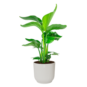 Strelitzia Nicolai Small in Elho Vibes DM 22 cm - wit.png