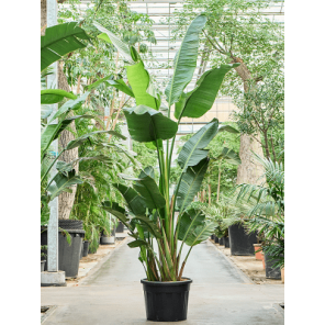 strelitzia nicolai xxxxl.png