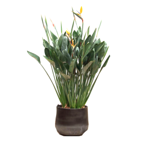 Strelitzia paradijsvogelplant XXXL.png