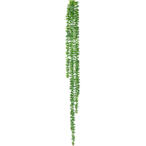 string-of-pearls-hanging-bush-kunstplant_7a9c87.png