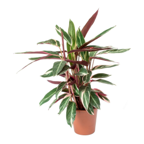 stromanthe sanguinea triostar.png