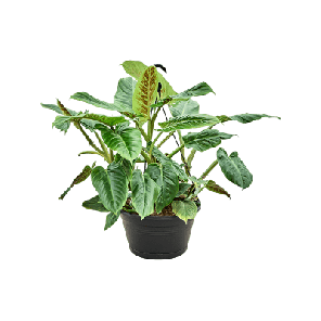 subhastatum.png