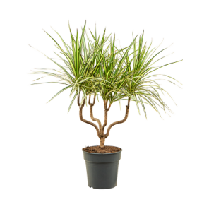 Sunray kandelaar.png