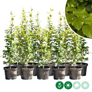 sylvatica dubbele s.jpg