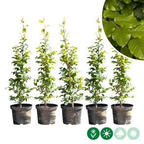 sylvatica enkele.jpg