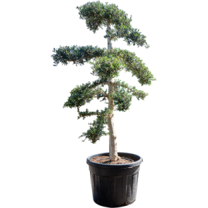 sylvestris olijfboom.png