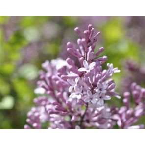 syringa-josee-sfeer_b00a9b.jpg