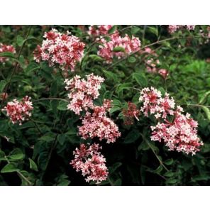 syringa-microphylla-superba-sfeer_57ffdb.jpg