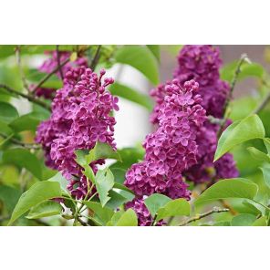 syringa-vulgaris-andenken-an-ludwig-spath-close_933aec.jpg