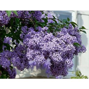 syringa-vulgaris-nadezhda-sfeer_b34efa.jpg