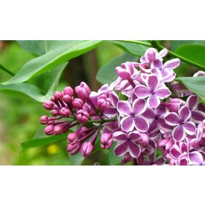 syringa-vulgaris-sensation-sfeer_e7708d.jpg
