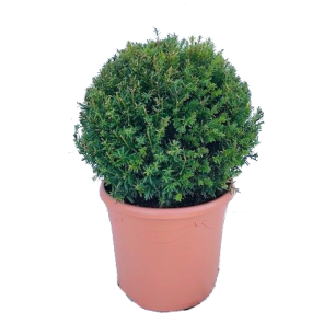 taxus-baccata-bol.png