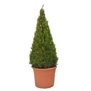 taxus-baccata-piramide-20-40.png